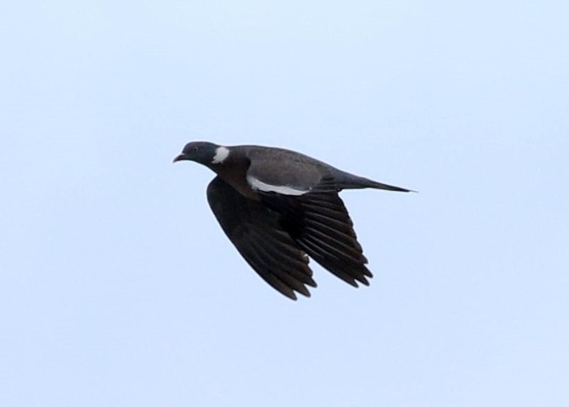 Common Wood-Pigeon - Miguel García