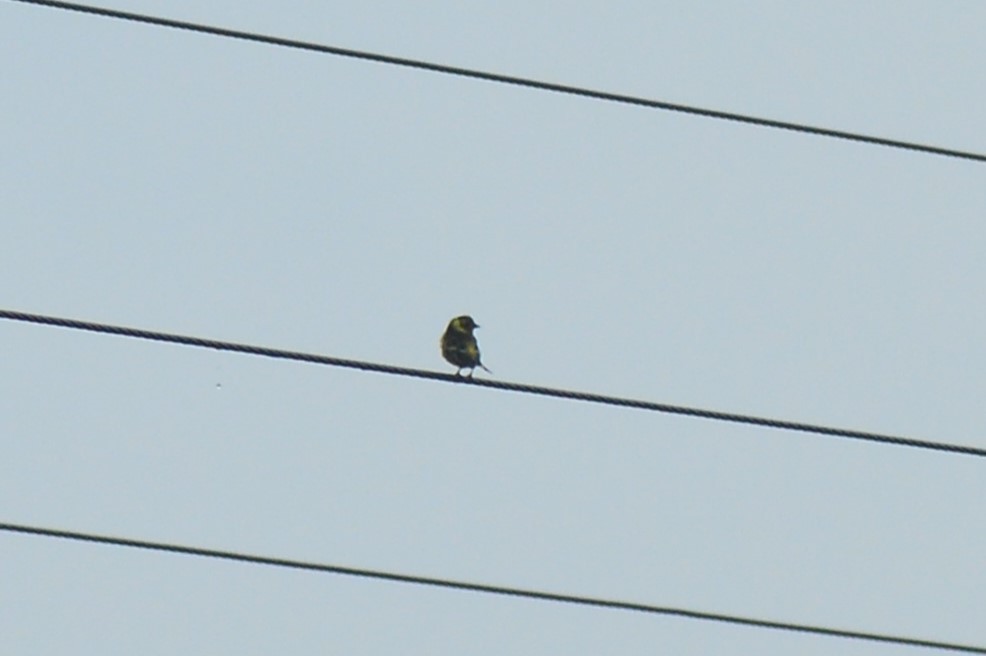 Yellow-breasted Greenfinch - ML616585175