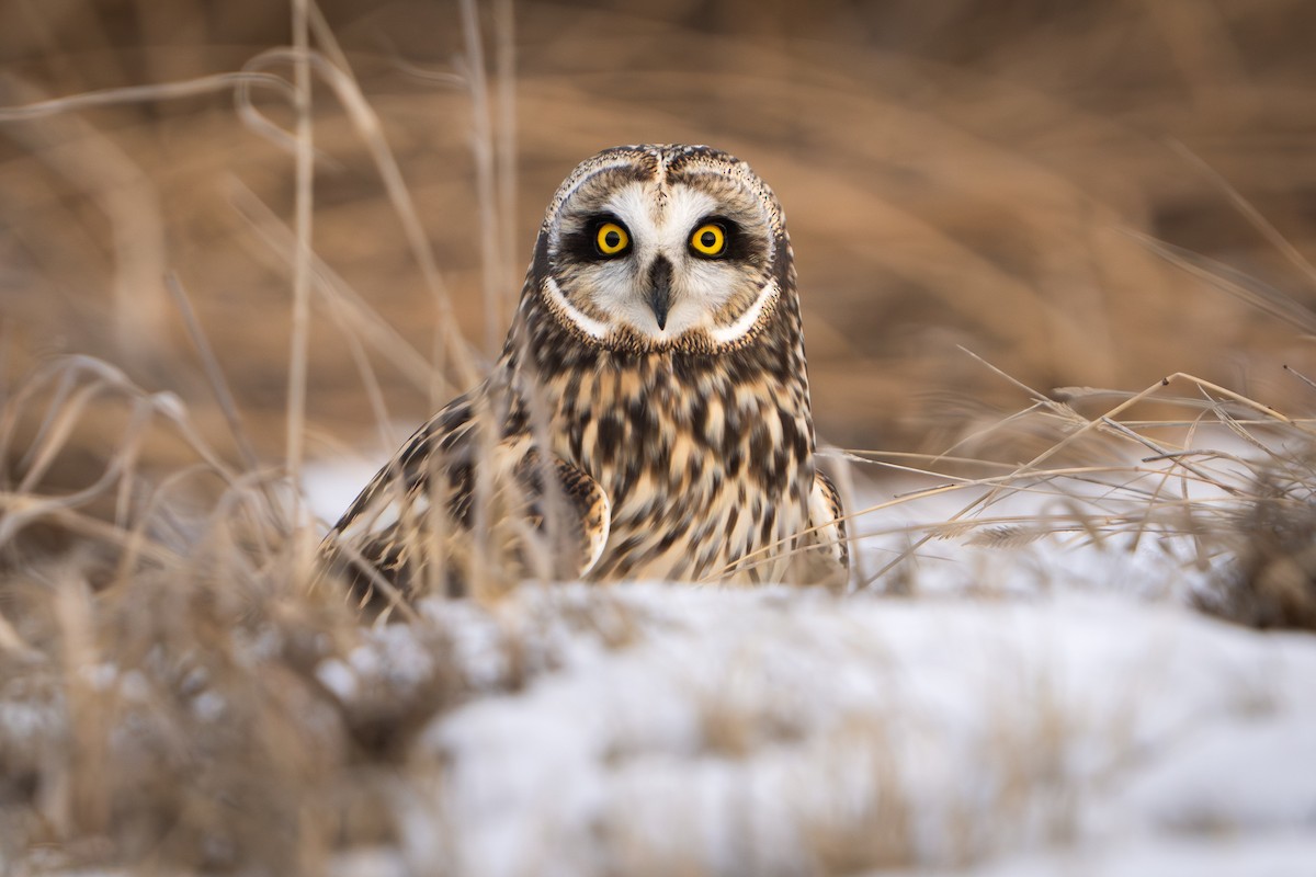 Short-eared Owl - ML616585220