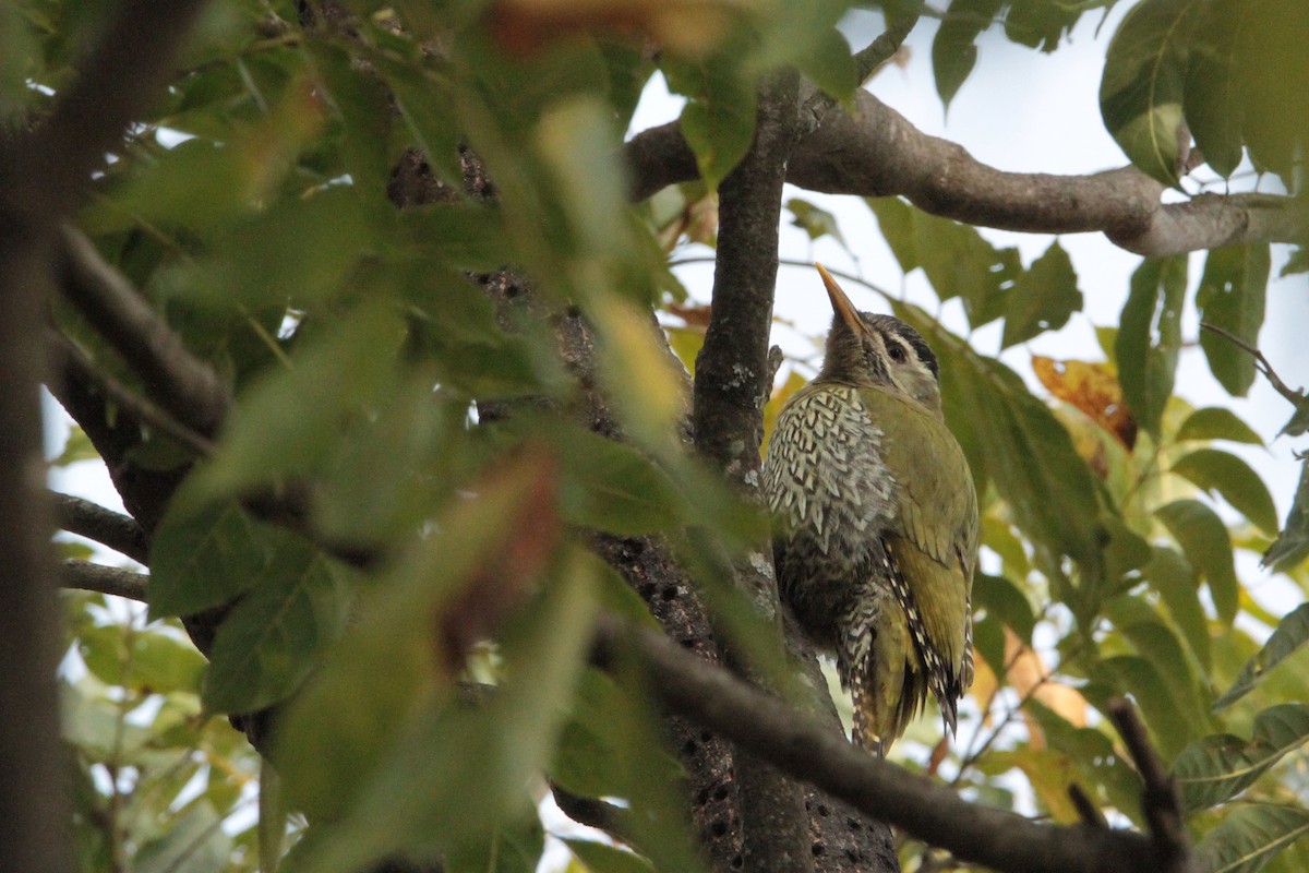 Scaly-bellied Woodpecker - ML616585229