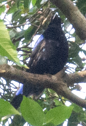 Asian Fairy-bluebird - ML616585234