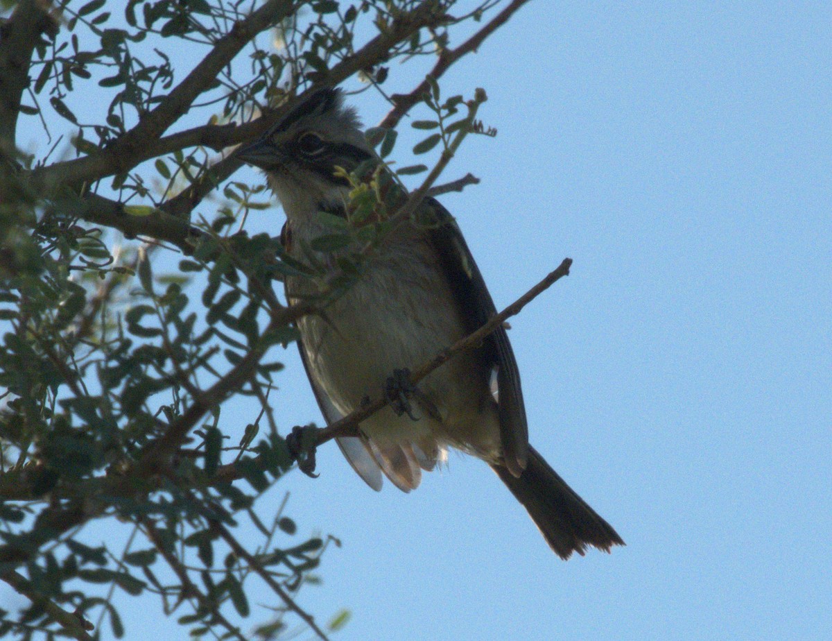 Rufous-collared Sparrow - Edgardo Oscar Pic