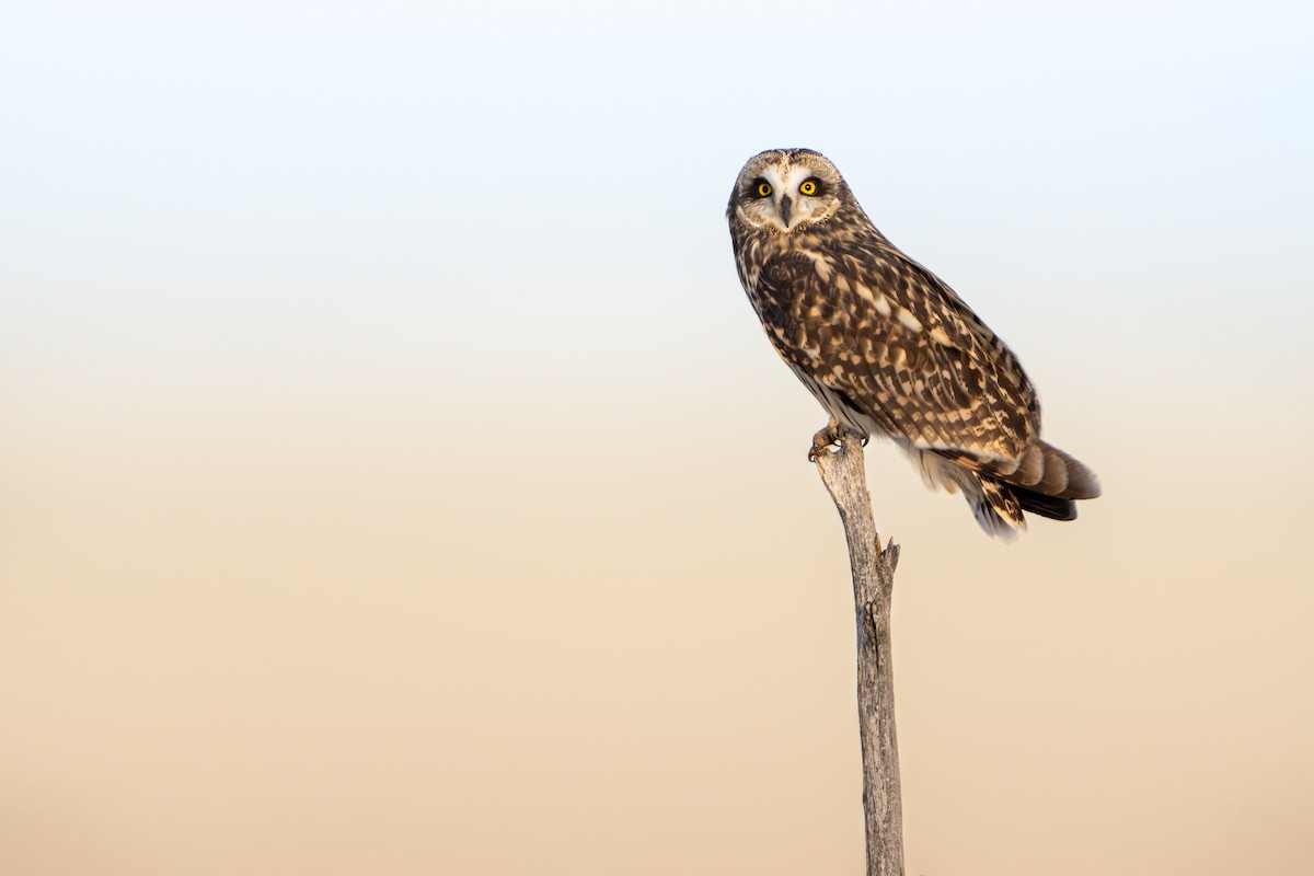 Short-eared Owl - ML616585240