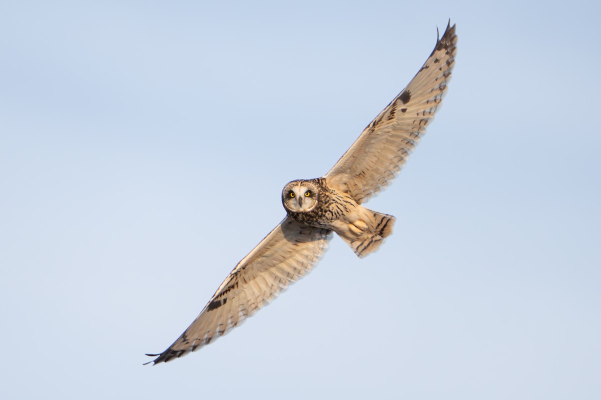 Short-eared Owl - ML616585241