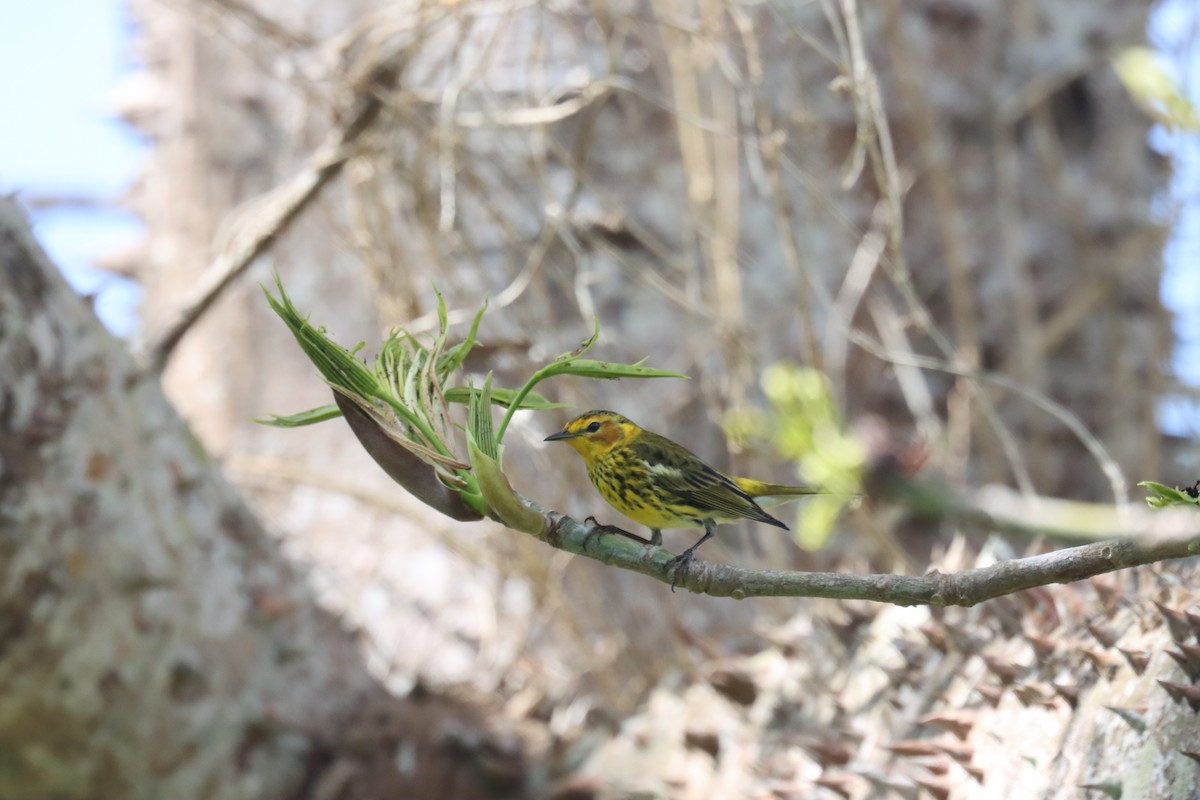 Cape May Warbler - ML616585293