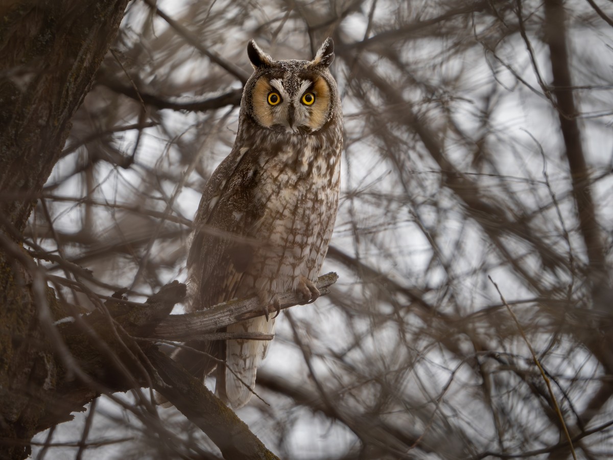 Long-eared Owl - ML616585322