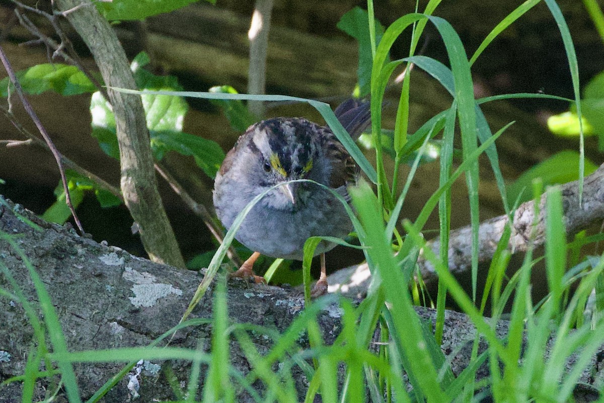 White-throated Sparrow - Gary Desormeaux