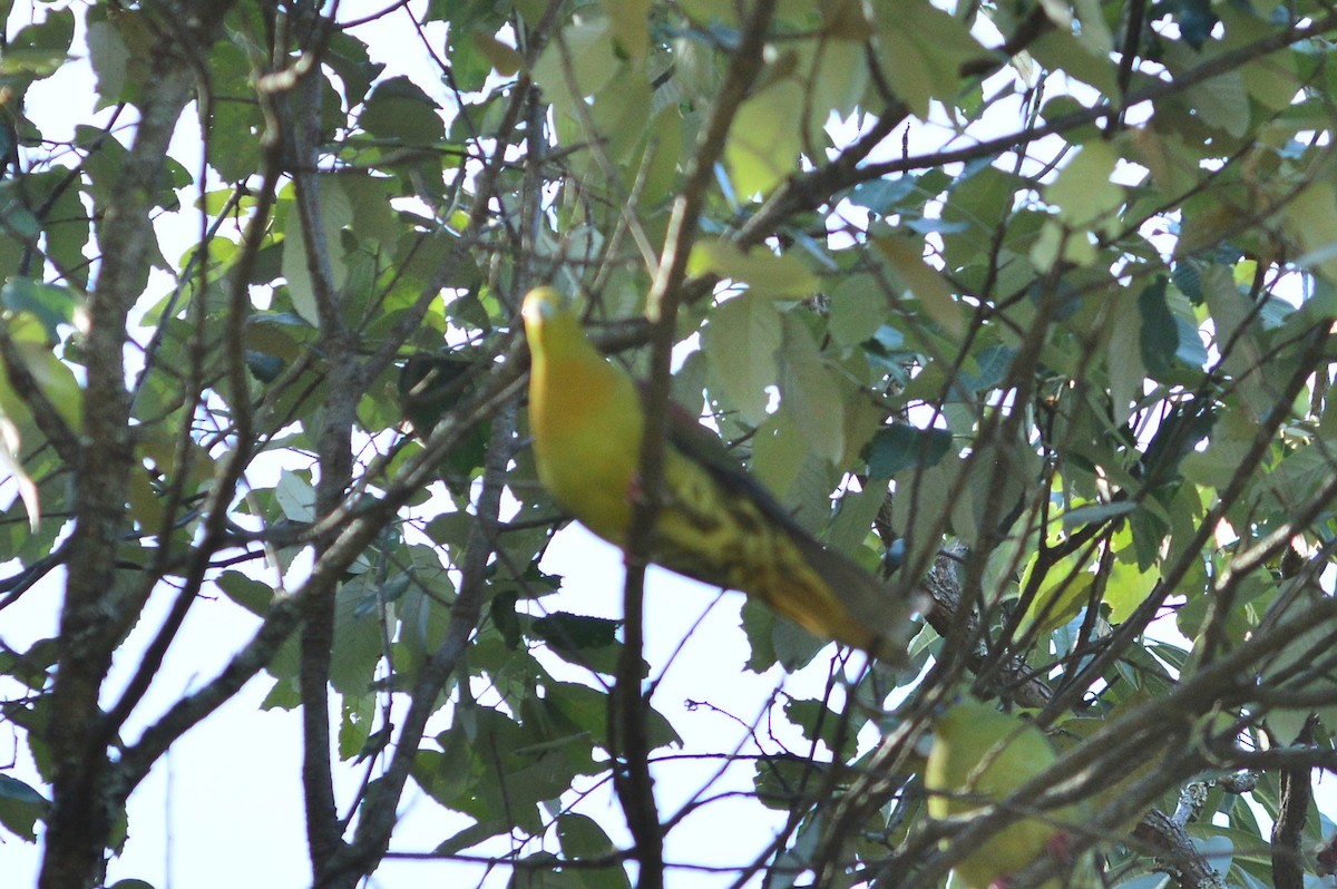 Wedge-tailed Green-Pigeon - ML616585420