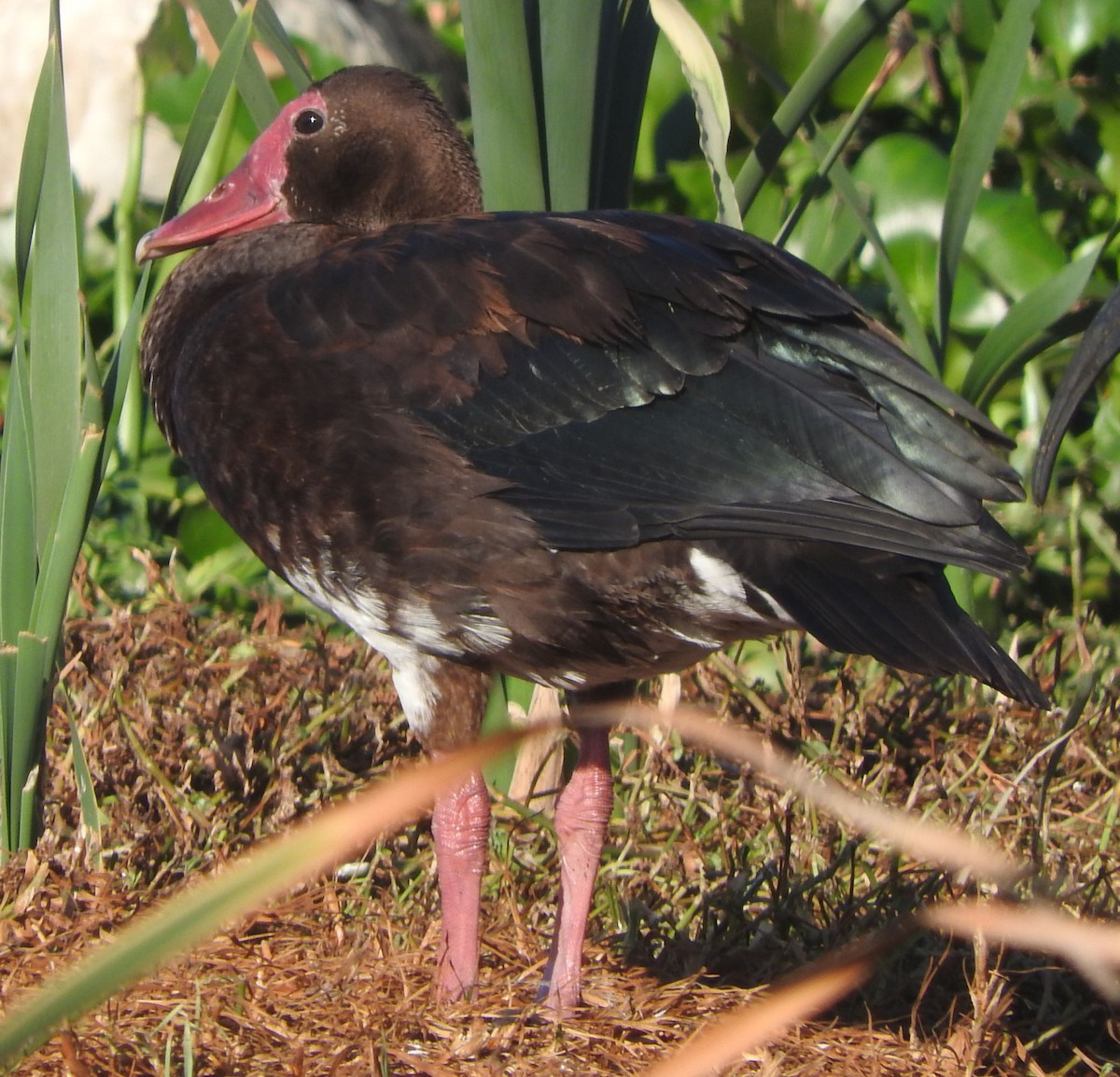 Spur-winged Goose - ML616585441