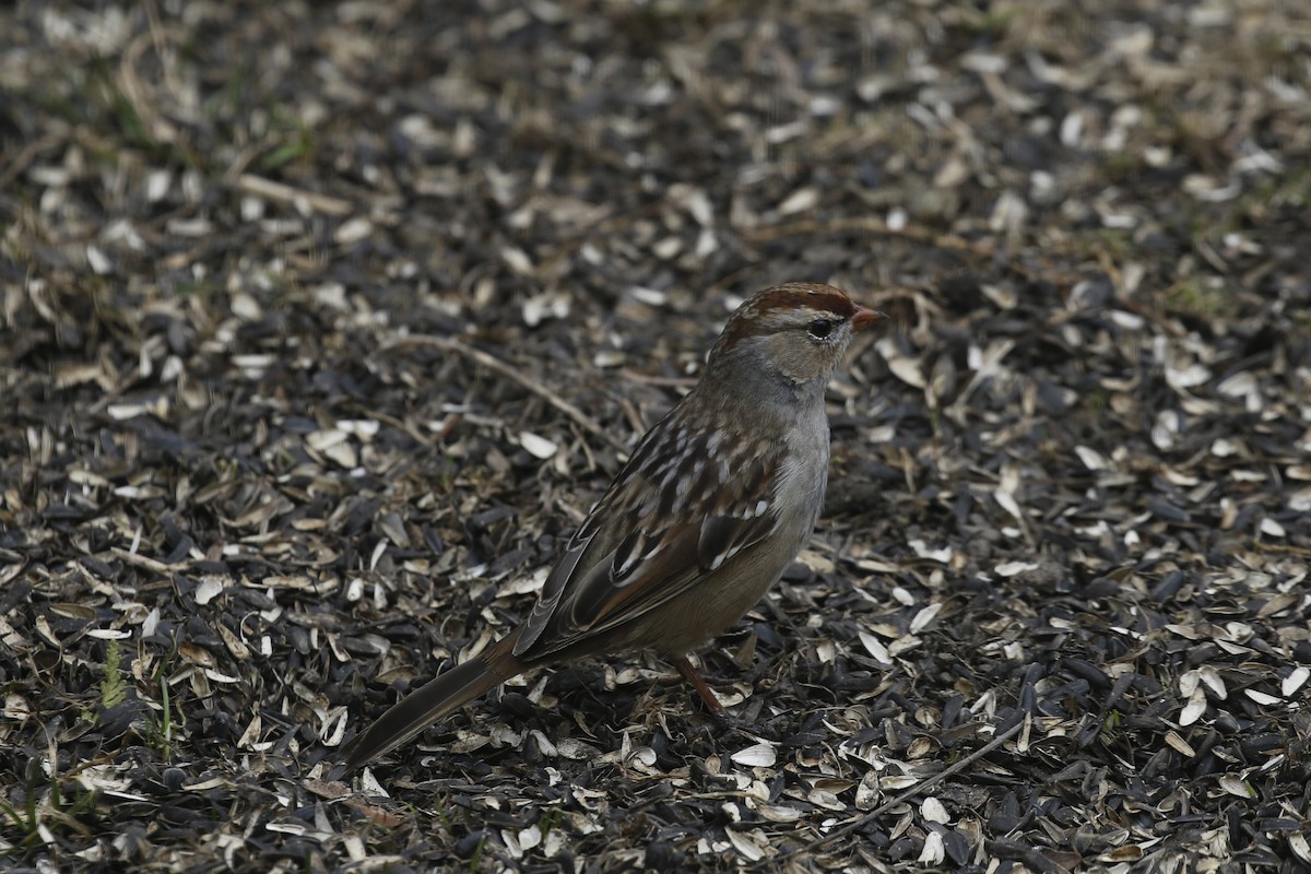 White-crowned Sparrow - ML616585484