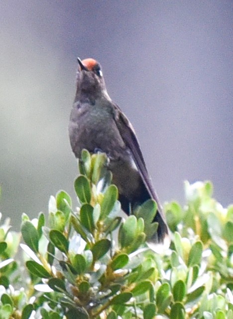 kolibřík Herranův - ML616585494