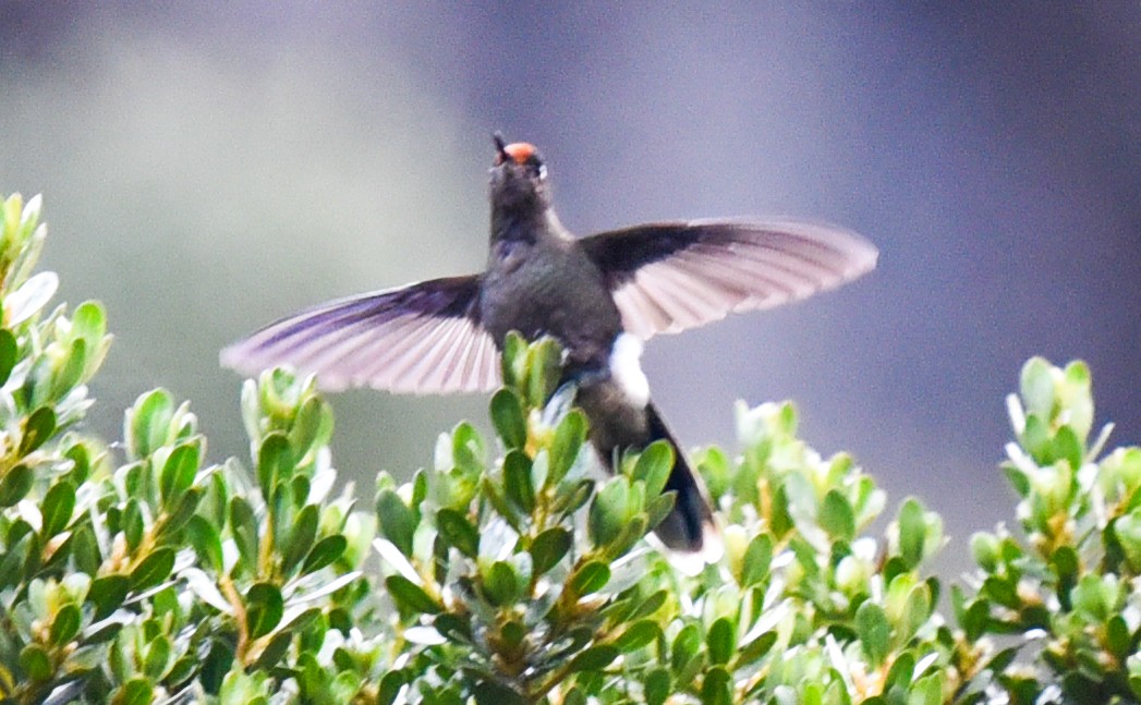 kolibřík Herranův - ML616585495