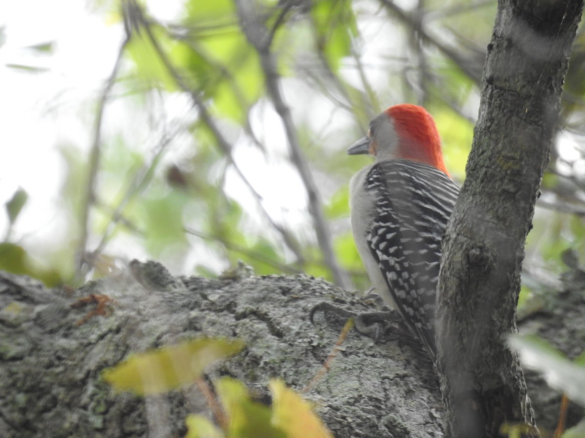 Red-bellied Woodpecker - ML616585534