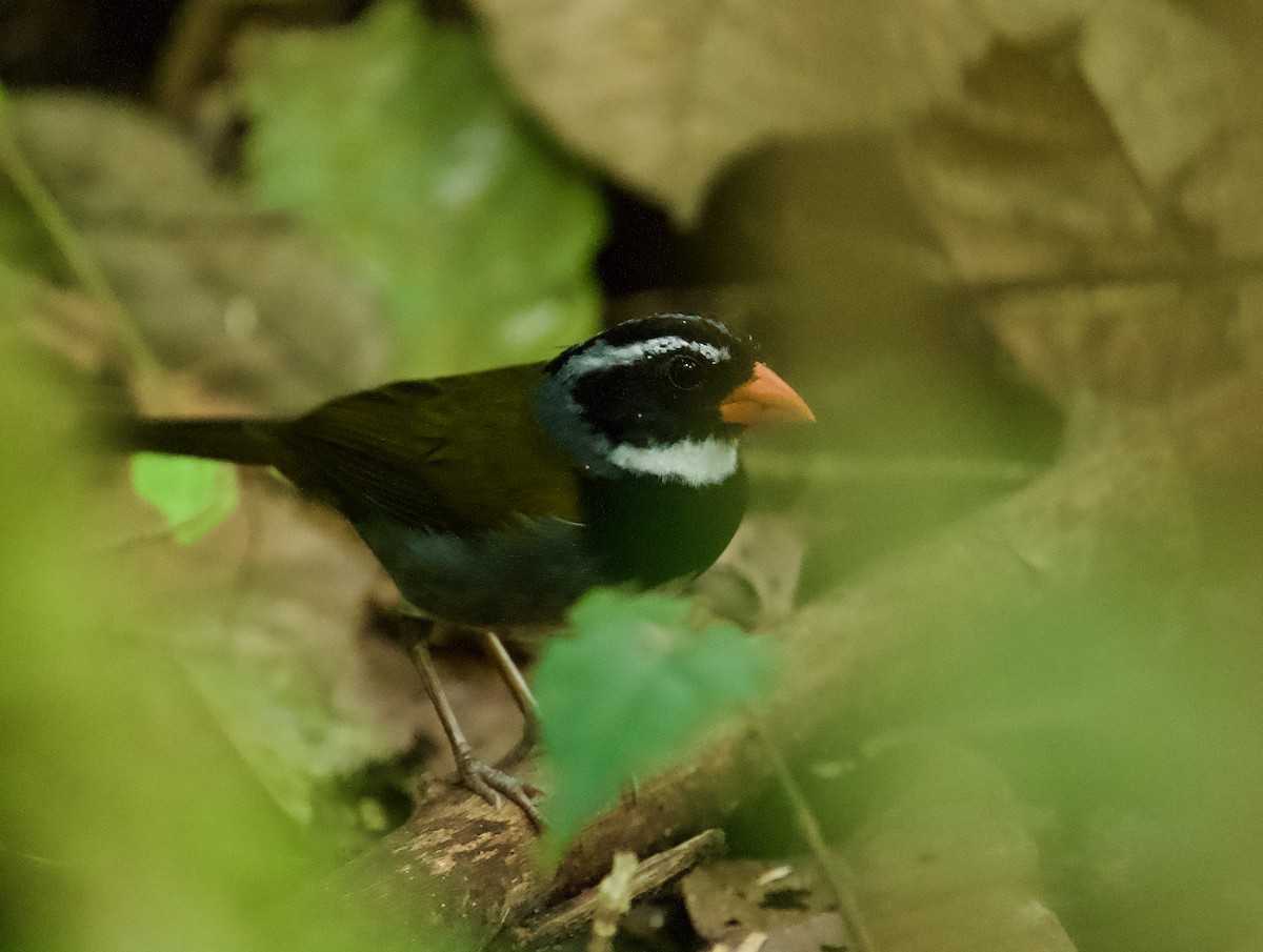 Orange-billed Sparrow - ML616585633