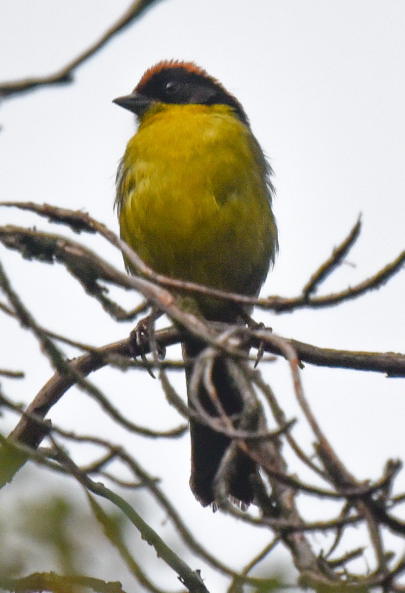 Yellow-breasted Brushfinch (Yellow-breasted) - ML616585669