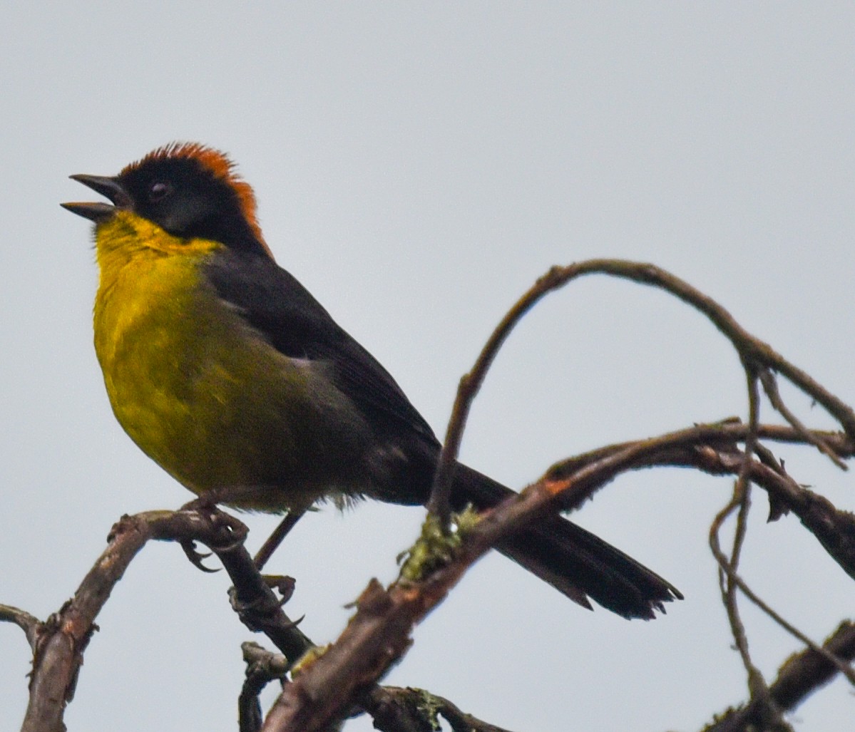 Yellow-breasted Brushfinch (Yellow-breasted) - ML616585670