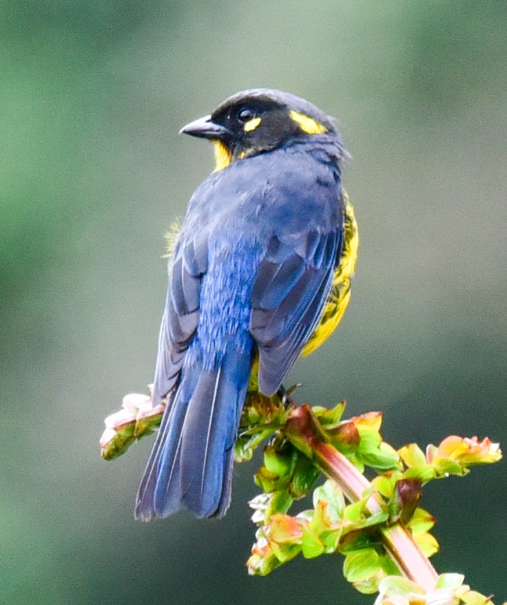 Lacrimose Mountain Tanager (palpebrosus Group) - ML616585700