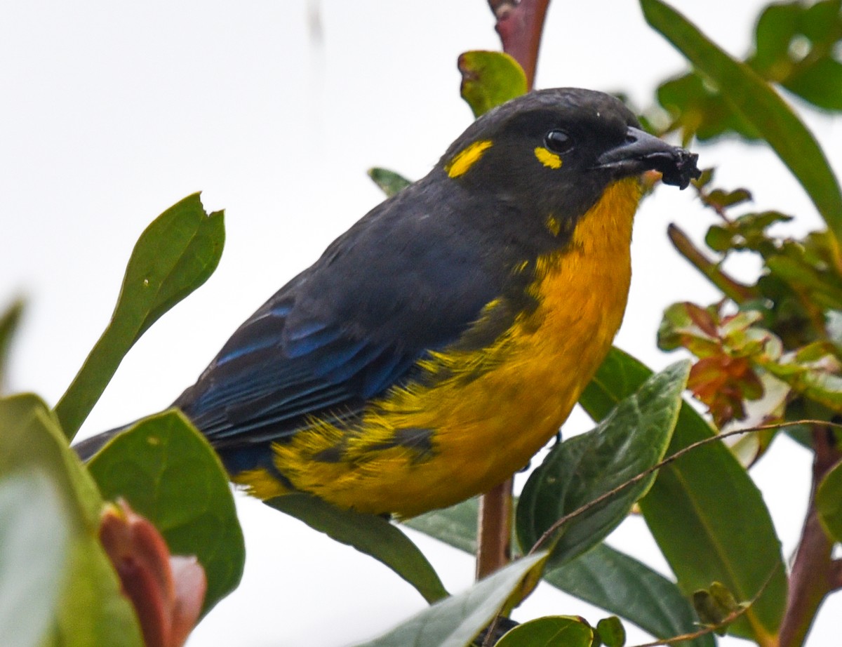 Lacrimose Mountain Tanager (palpebrosus Group) - ML616585701