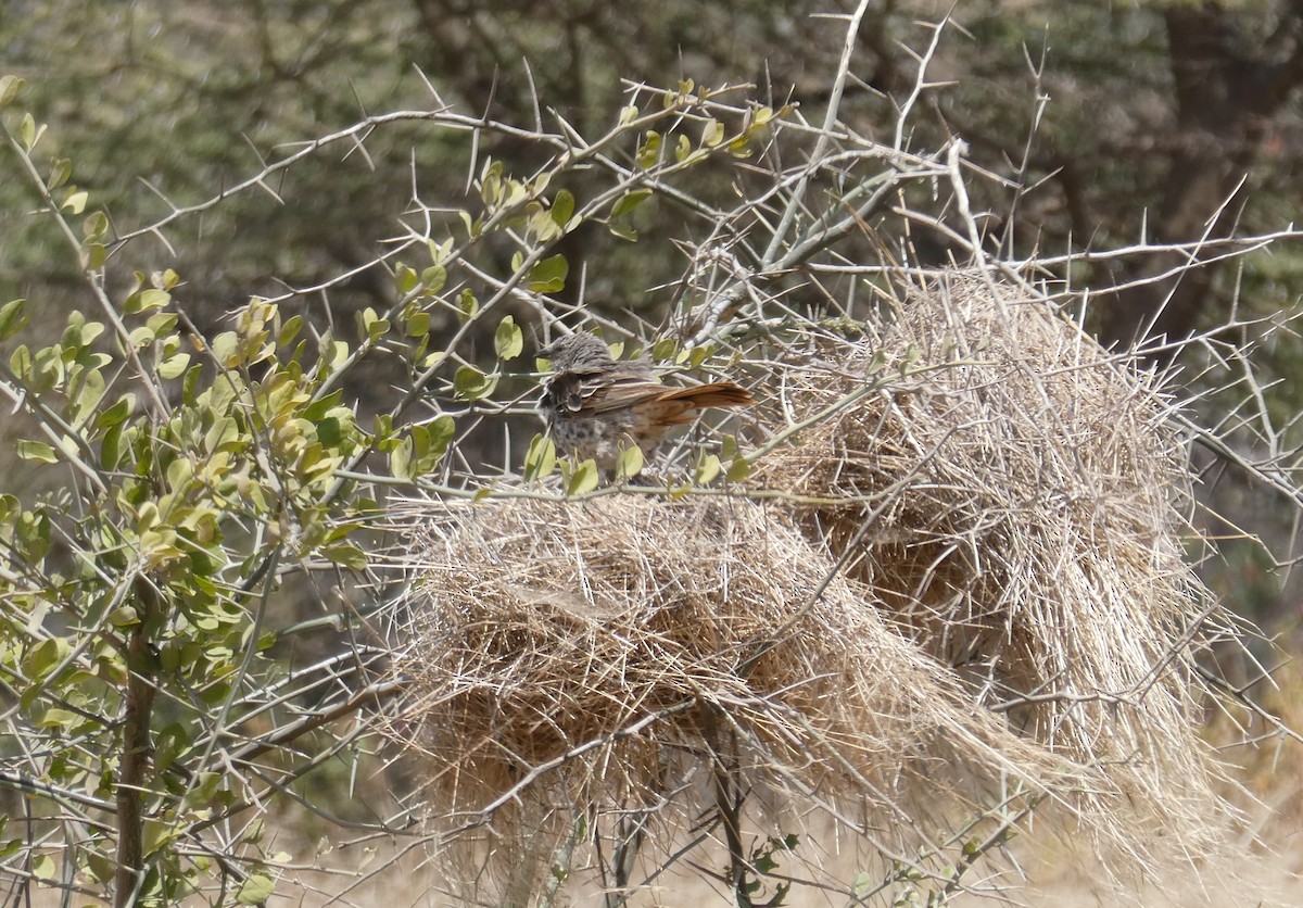 Rufous-tailed Weaver - ML616585735