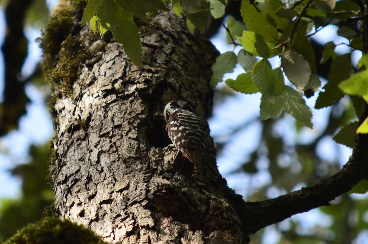 Brown-fronted Woodpecker - Karthik Thrikkadeeri
