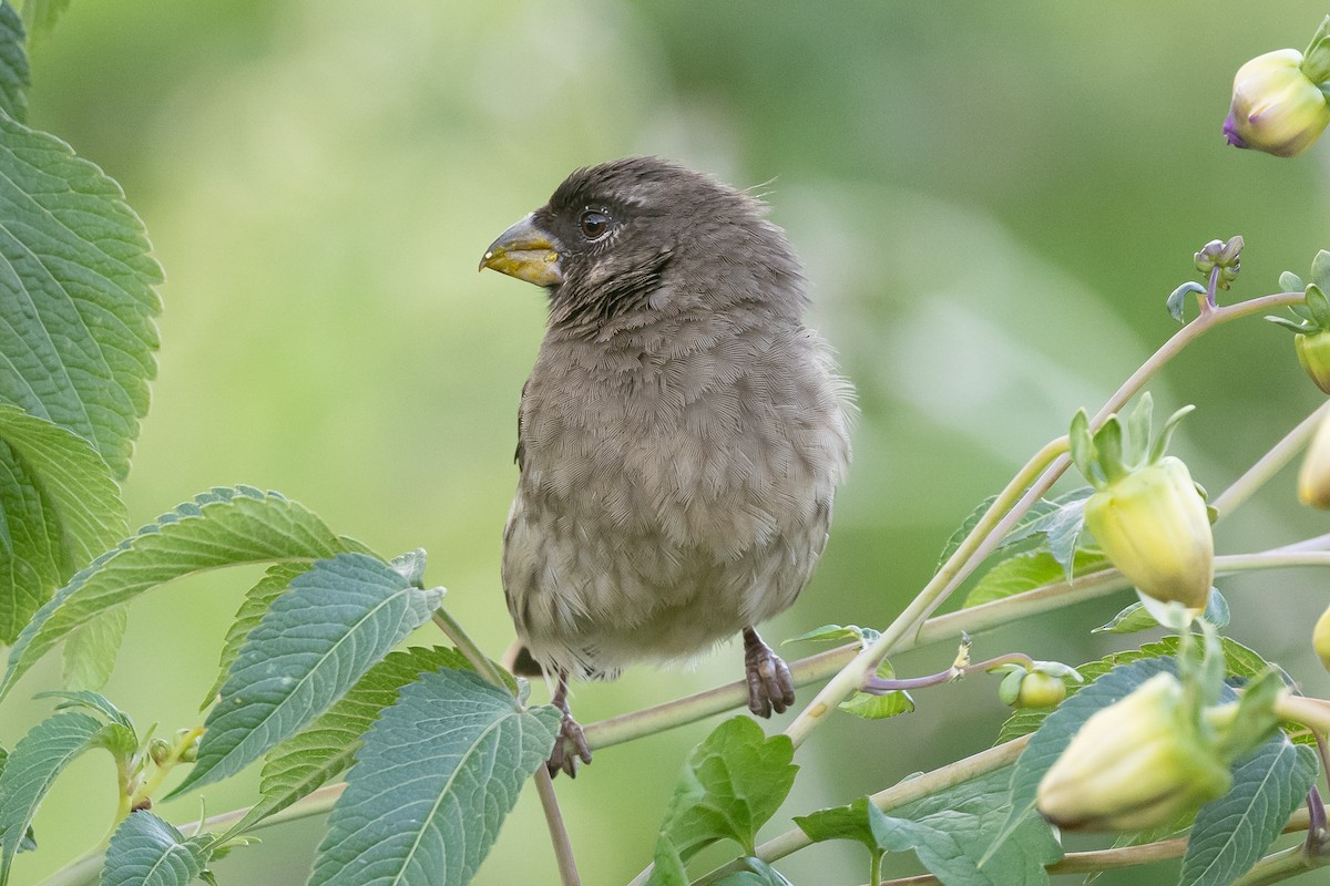 Thick-billed Seedeater - ML616585798