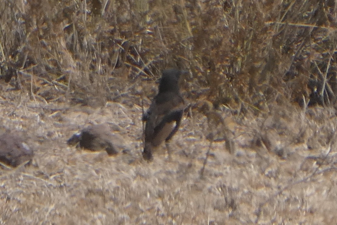 Northern Anteater-Chat - ML616585800