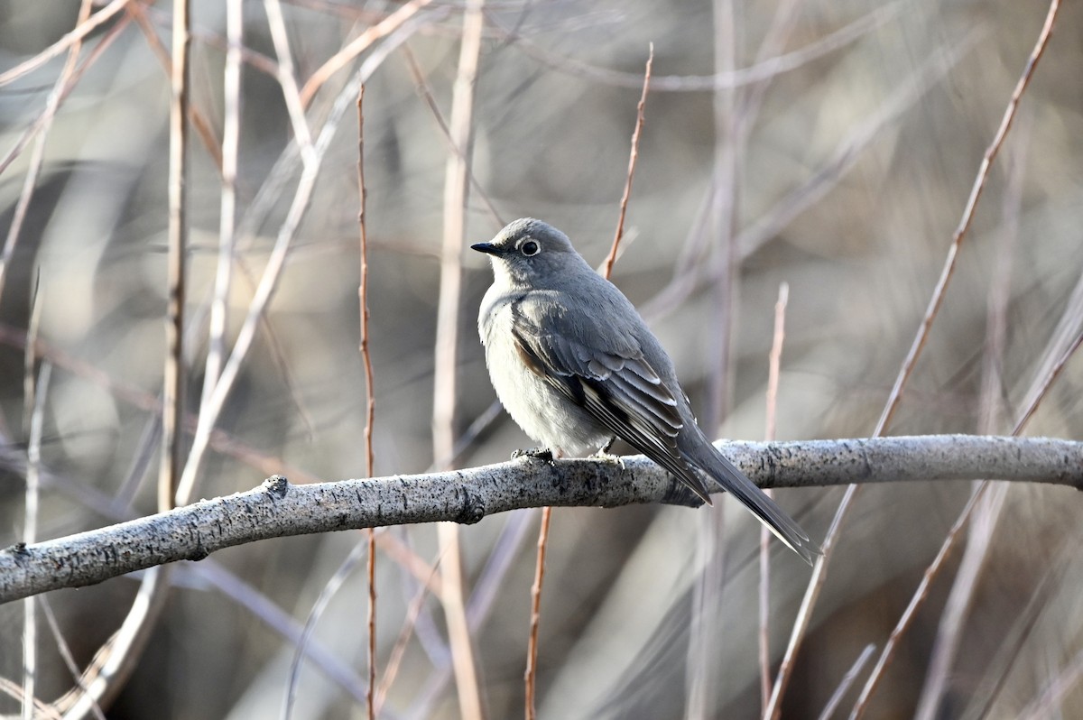 Townsend's Solitaire - ML616585808