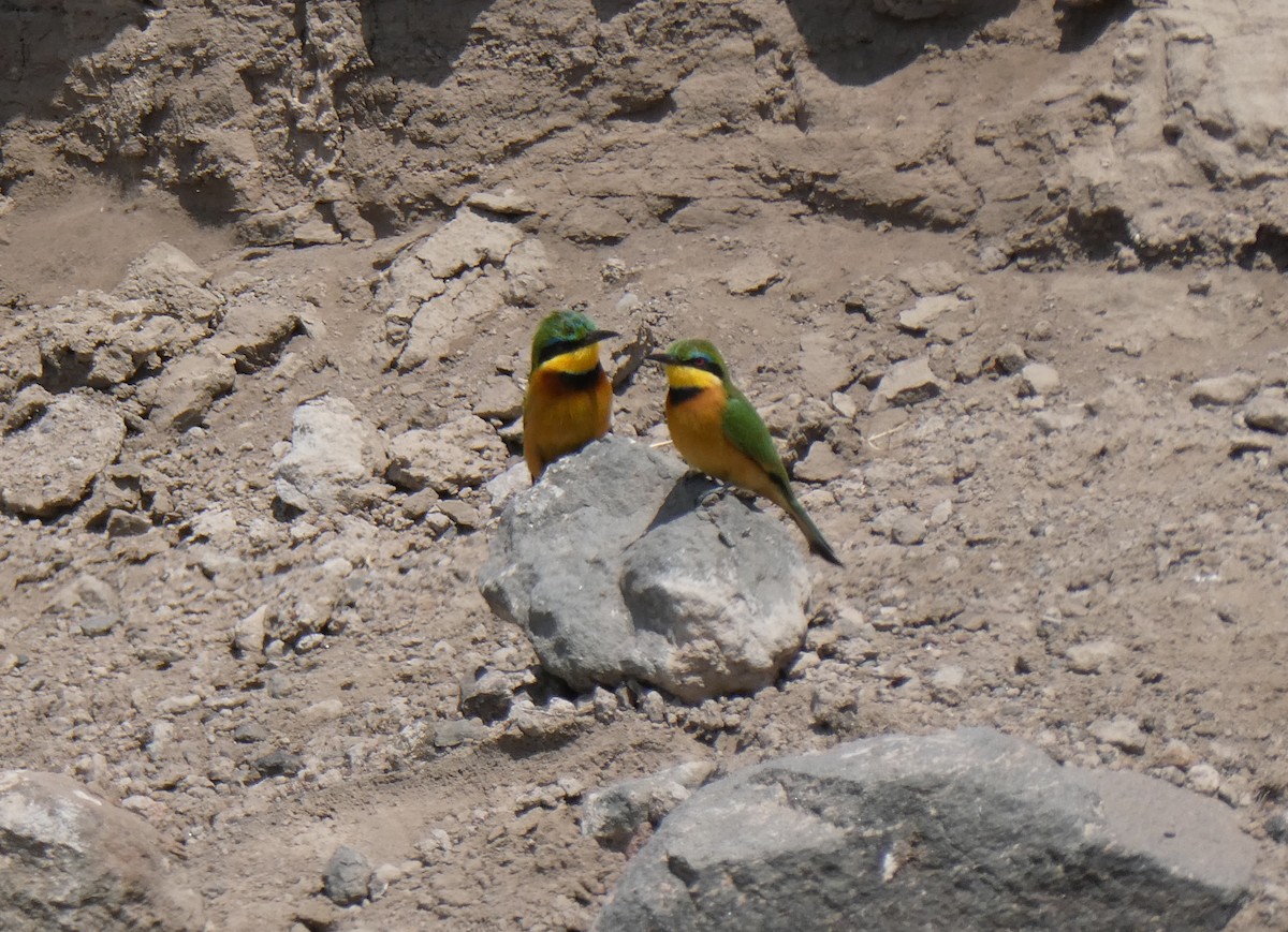 Little Bee-eater - ML616585809