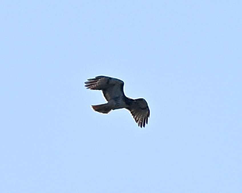 Red-tailed Hawk - ML616585968