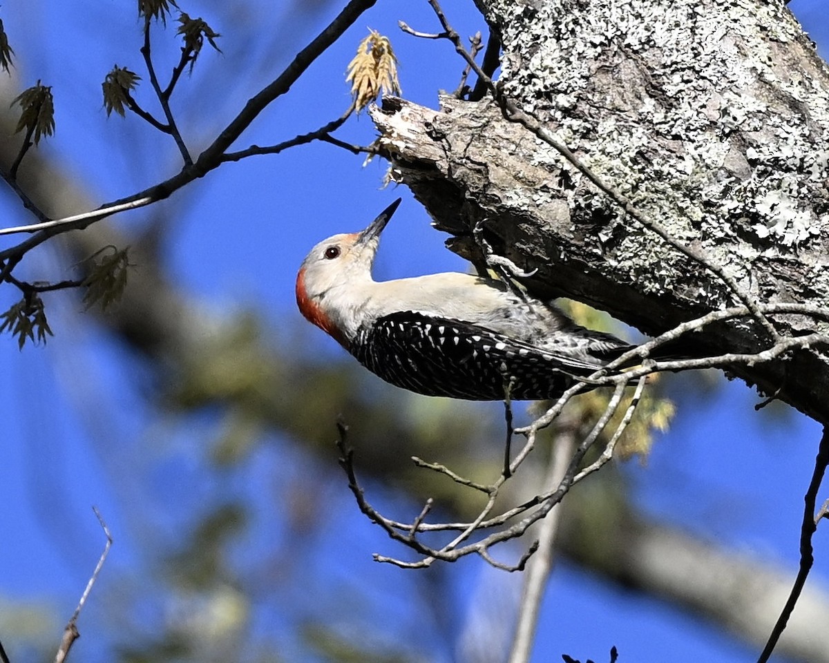 Red-bellied Woodpecker - ML616585980