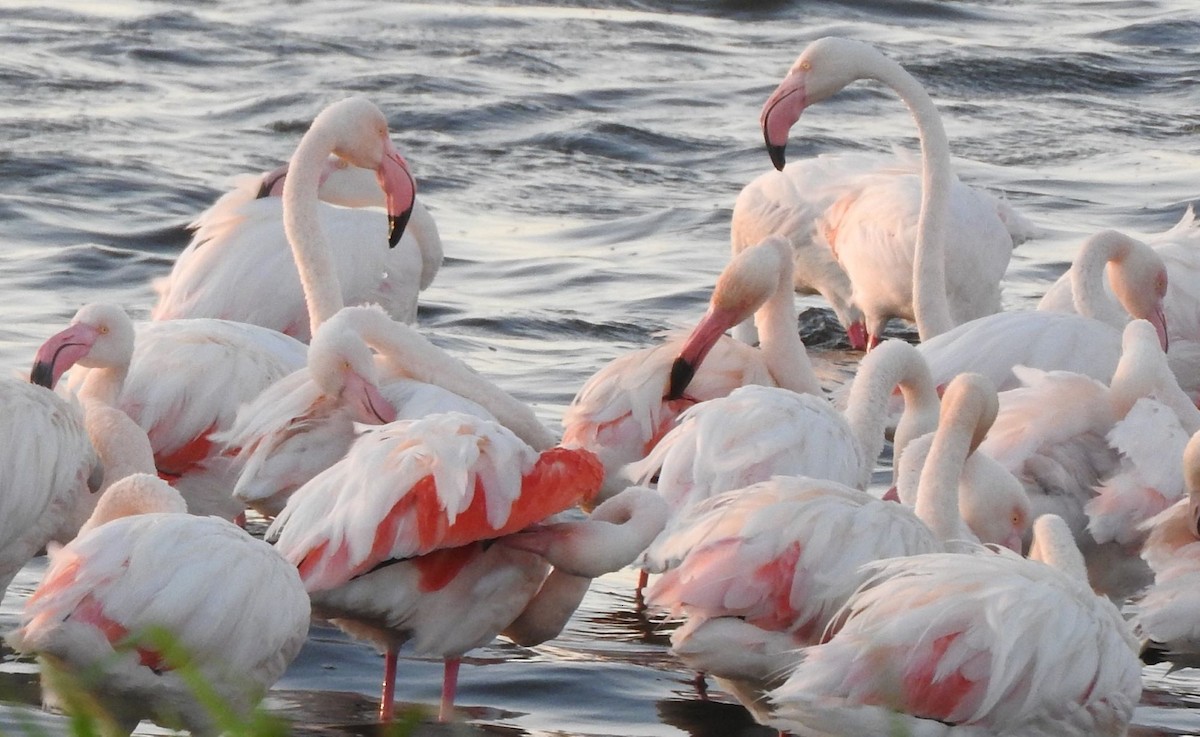 Greater Flamingo - ML616586068