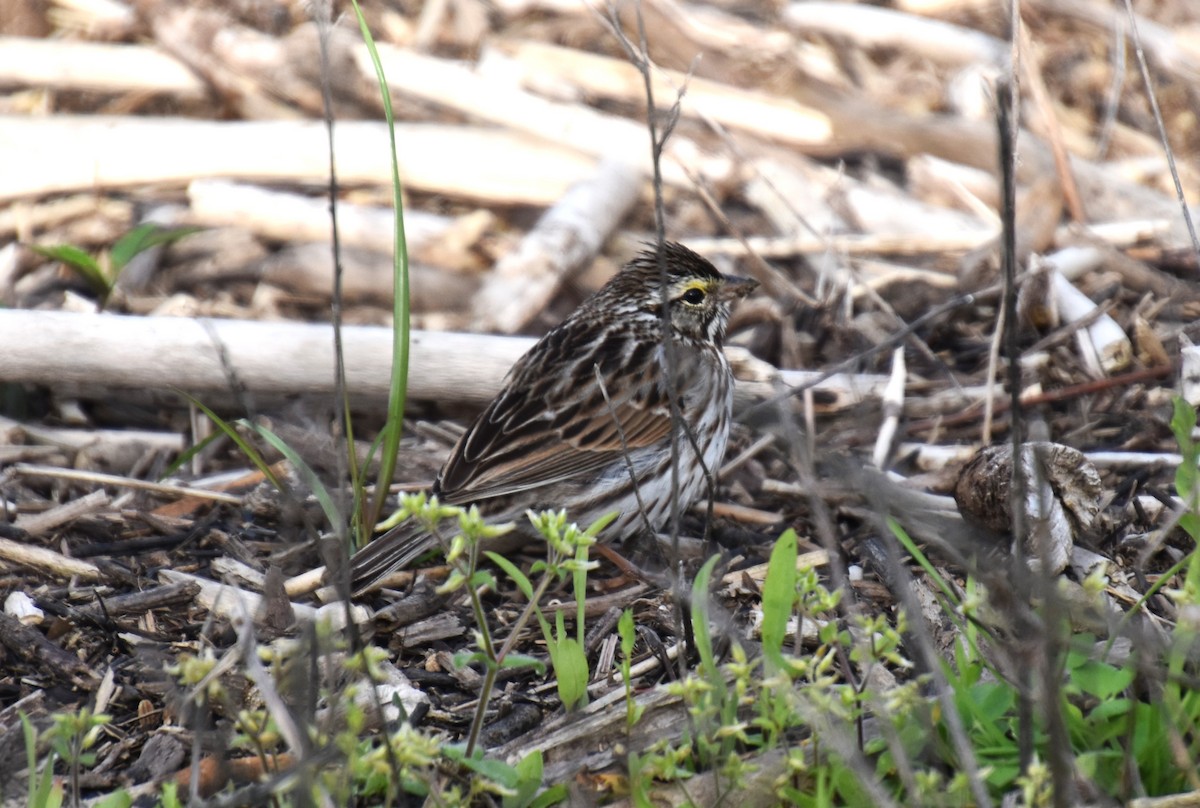 Savannah Sparrow - ML616586075
