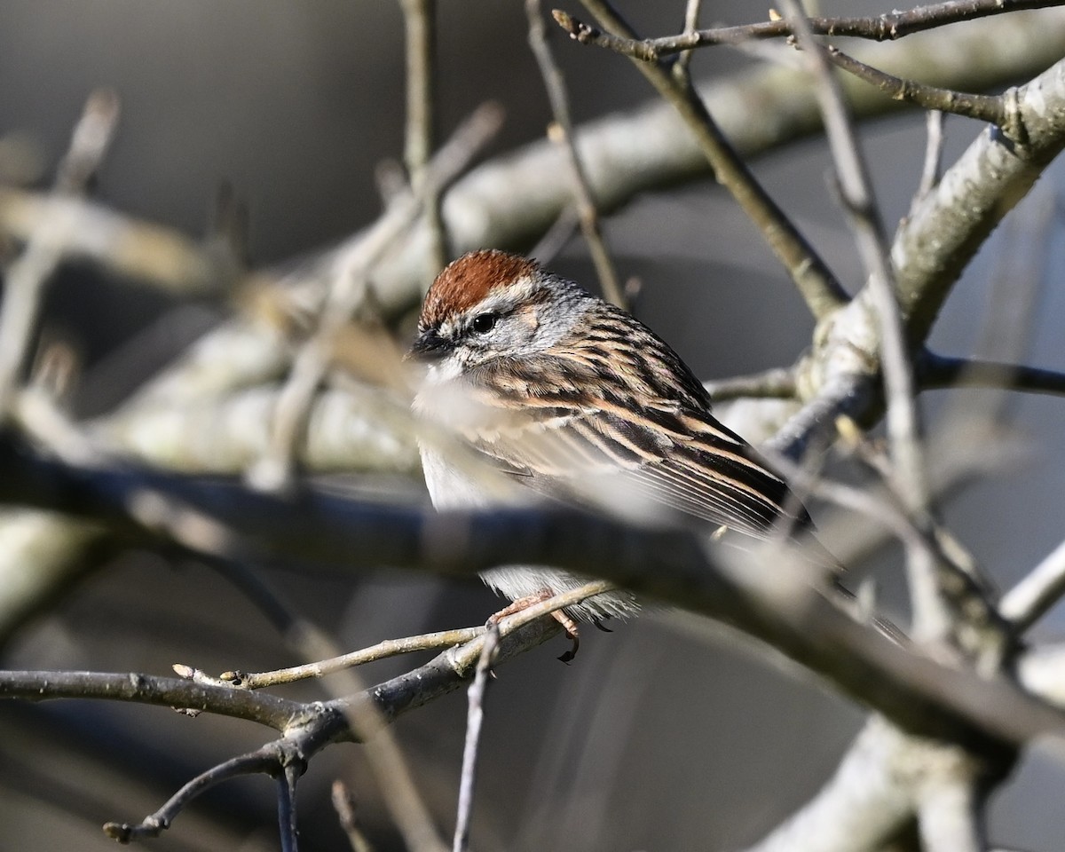 Chipping Sparrow - ML616586083