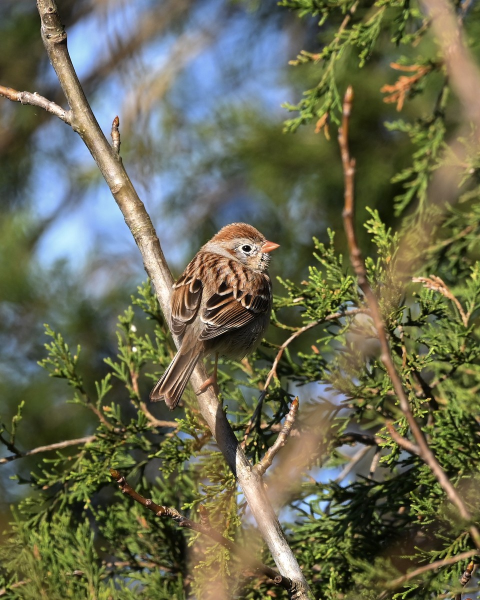 Field Sparrow - ML616586089