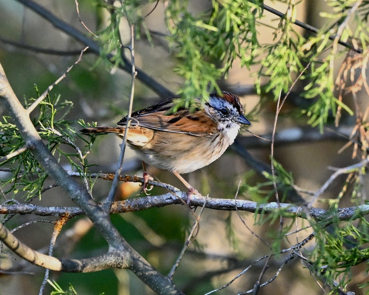 Swamp Sparrow - ML616586104