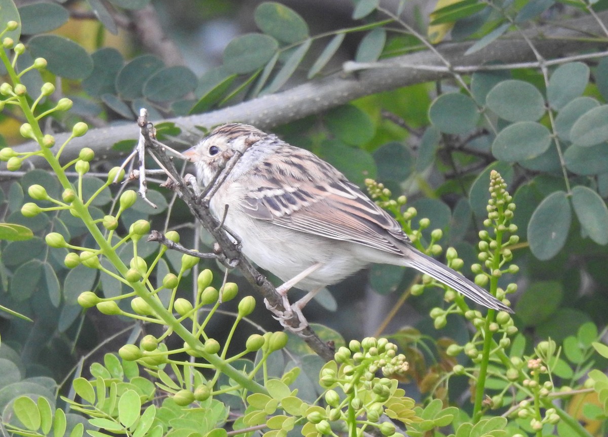 Clay-colored Sparrow - ML616586107