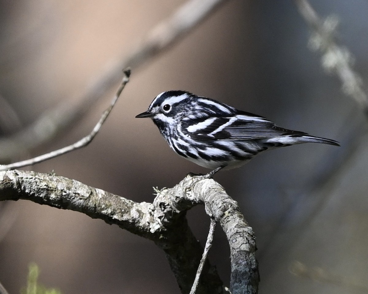 Black-and-white Warbler - ML616586108