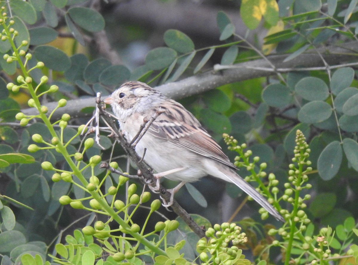 Clay-colored Sparrow - ML616586110