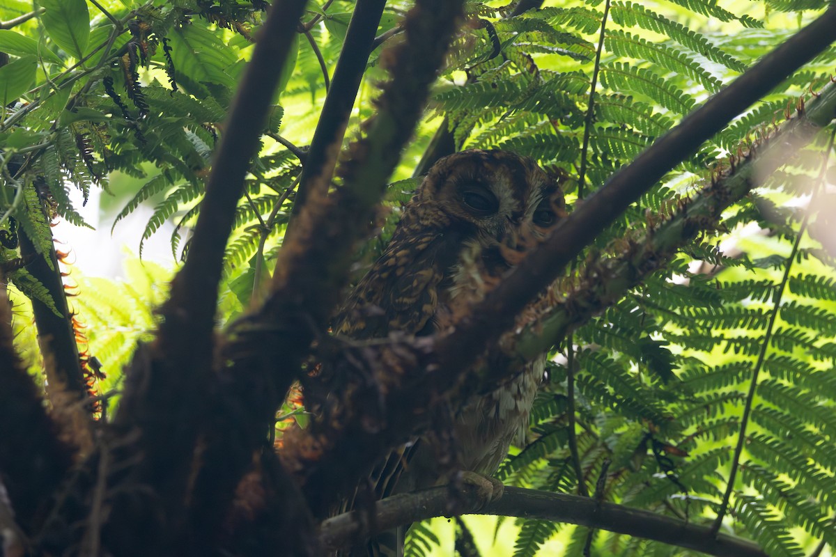 Rufous-banded Owl - ML616586120