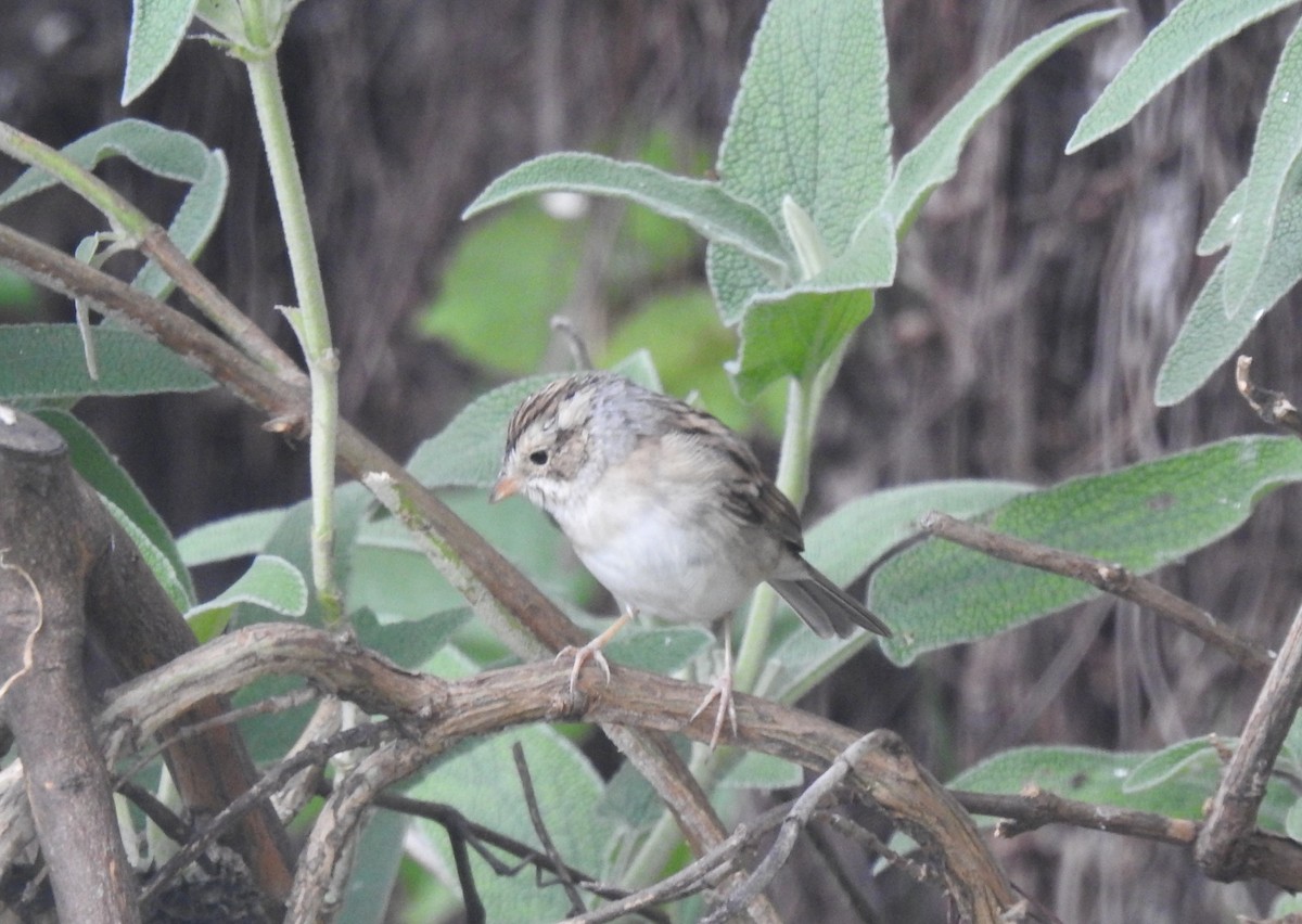 Clay-colored Sparrow - ML616586121