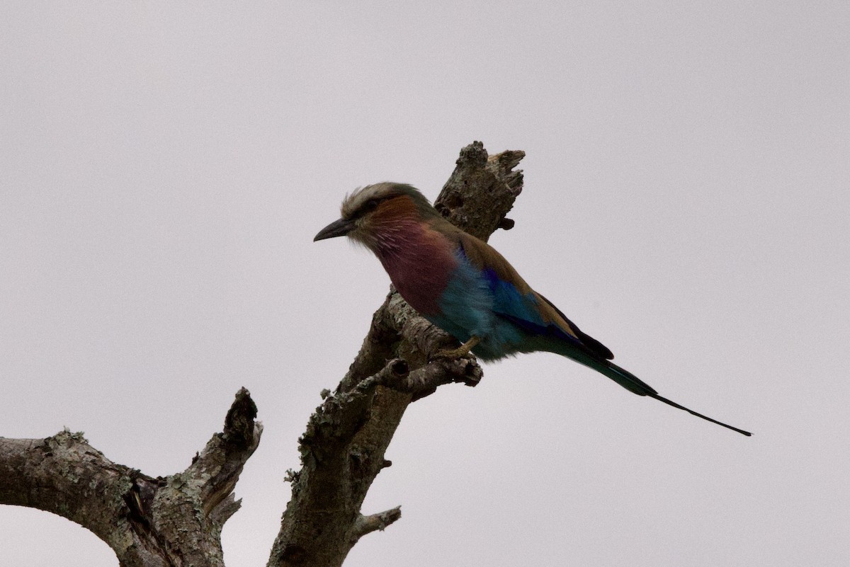 Lilac-breasted Roller - ML616586170