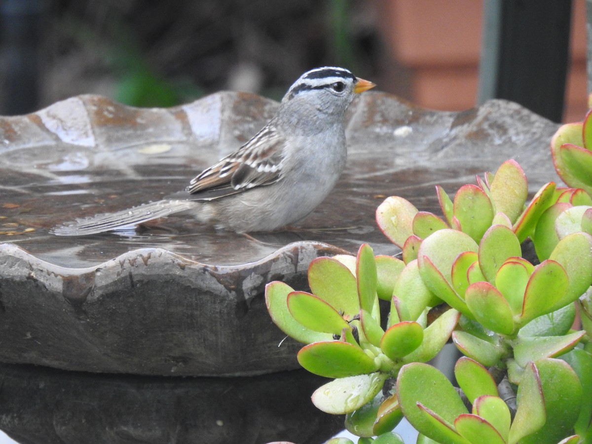 White-crowned Sparrow - Chris Dean