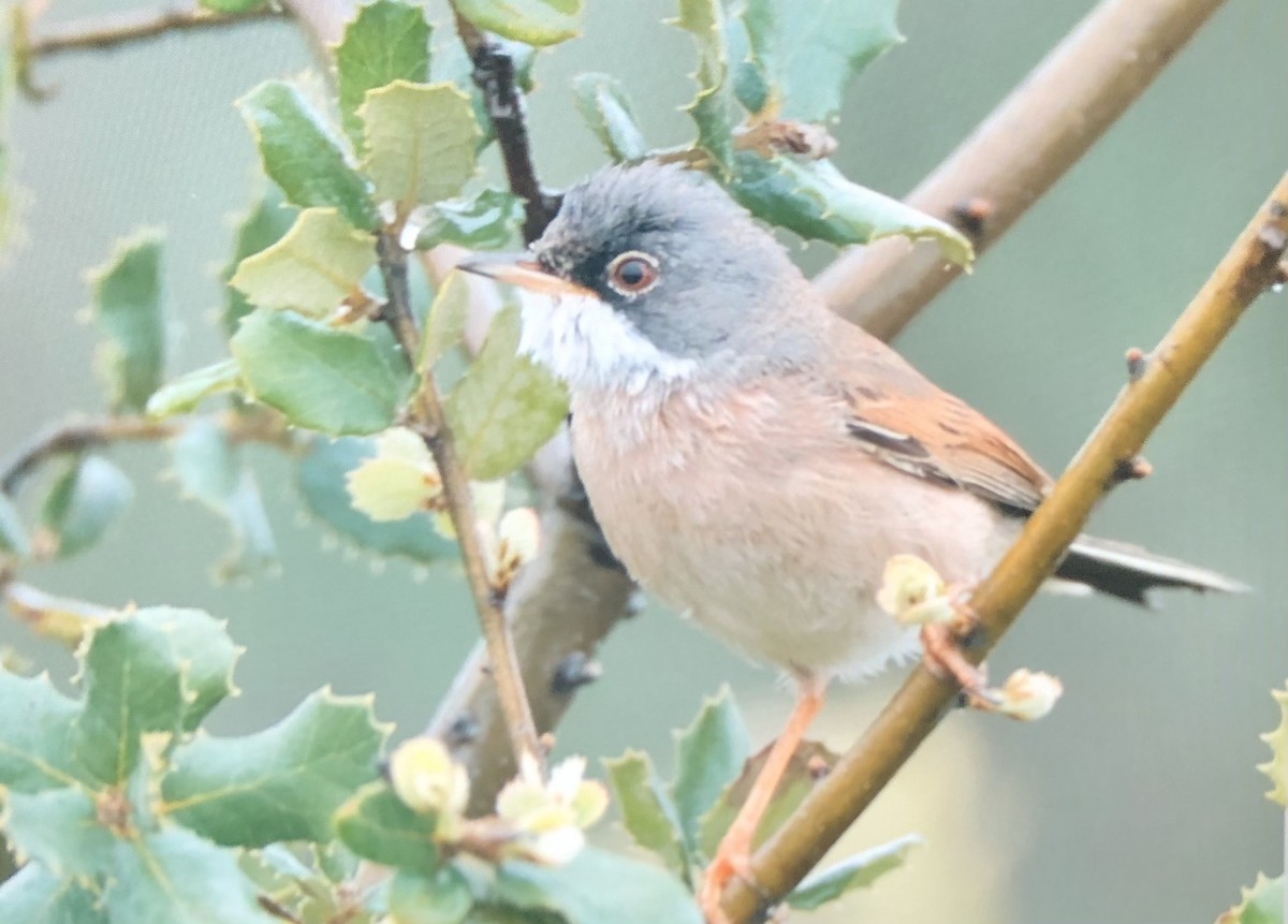 Spectacled Warbler - ML616586220