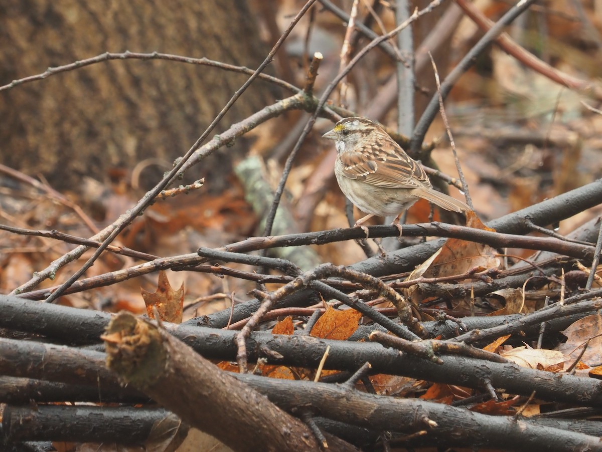 White-throated Sparrow - Bill Bunn