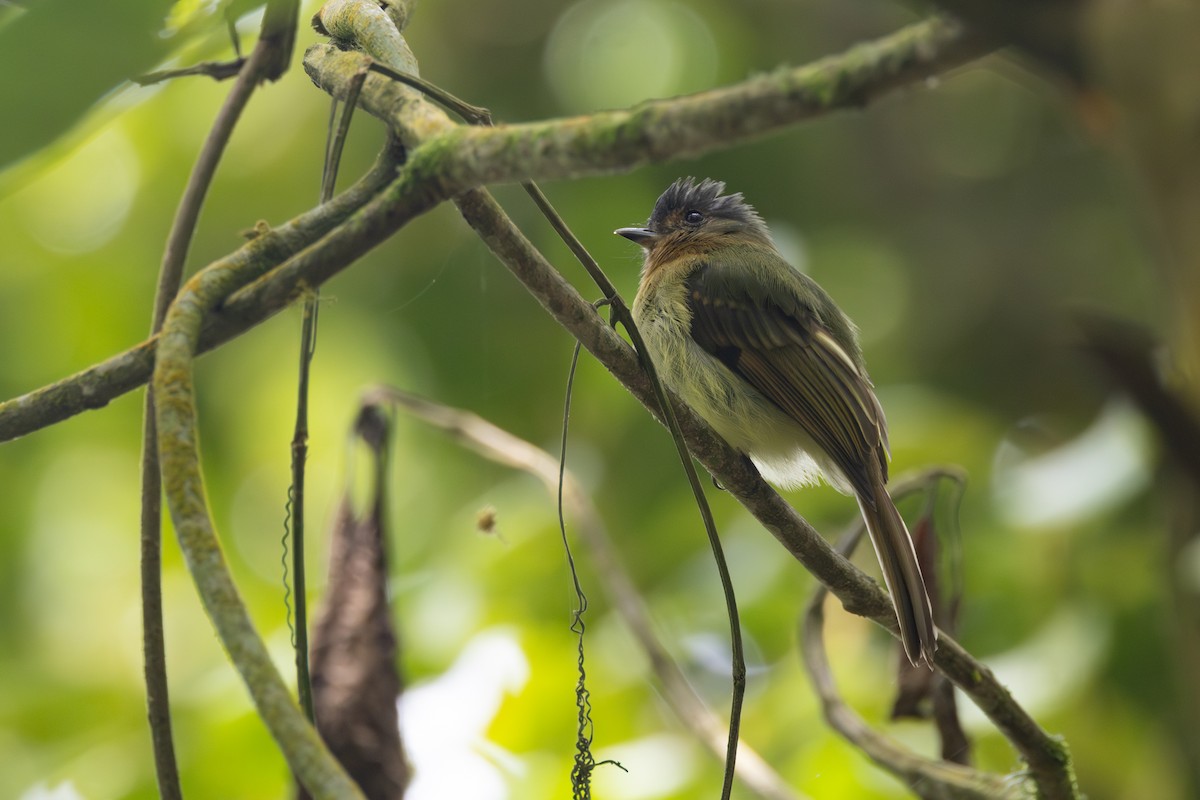 Rufous-breasted Flycatcher - ML616586381