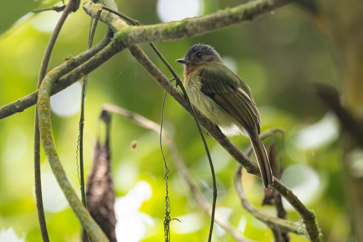 Rufous-breasted Flycatcher - ML616586382