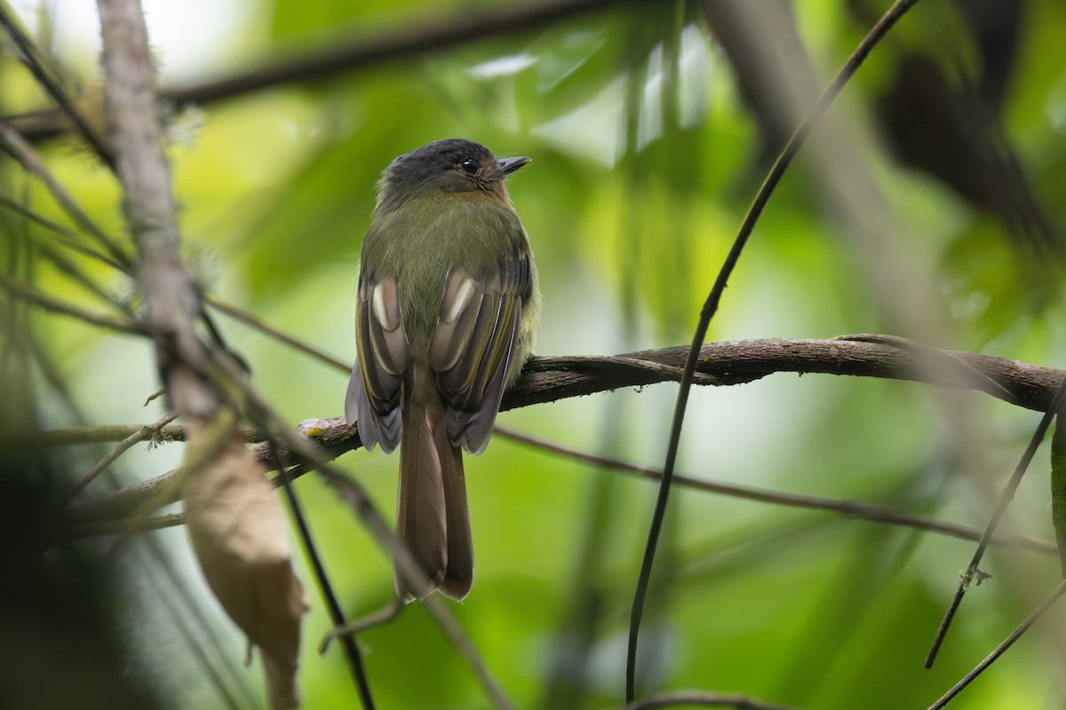 Rufous-breasted Flycatcher - R M