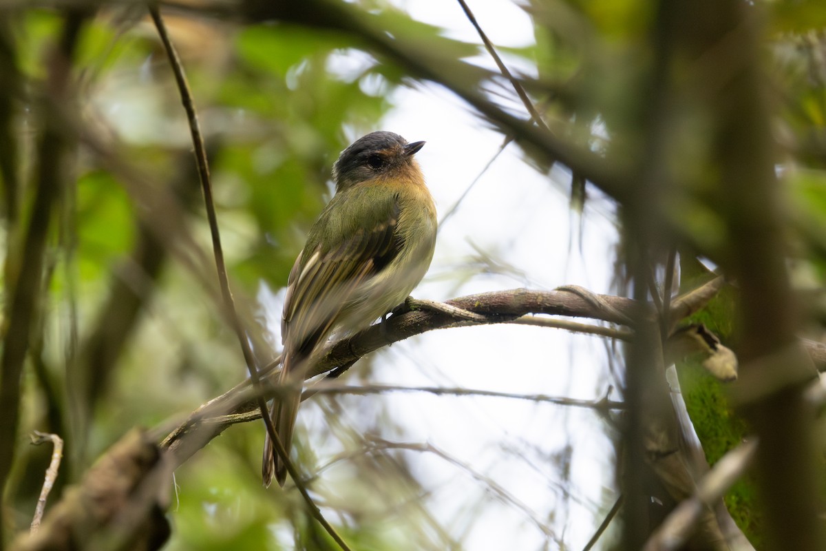 Rufous-breasted Flycatcher - ML616586384