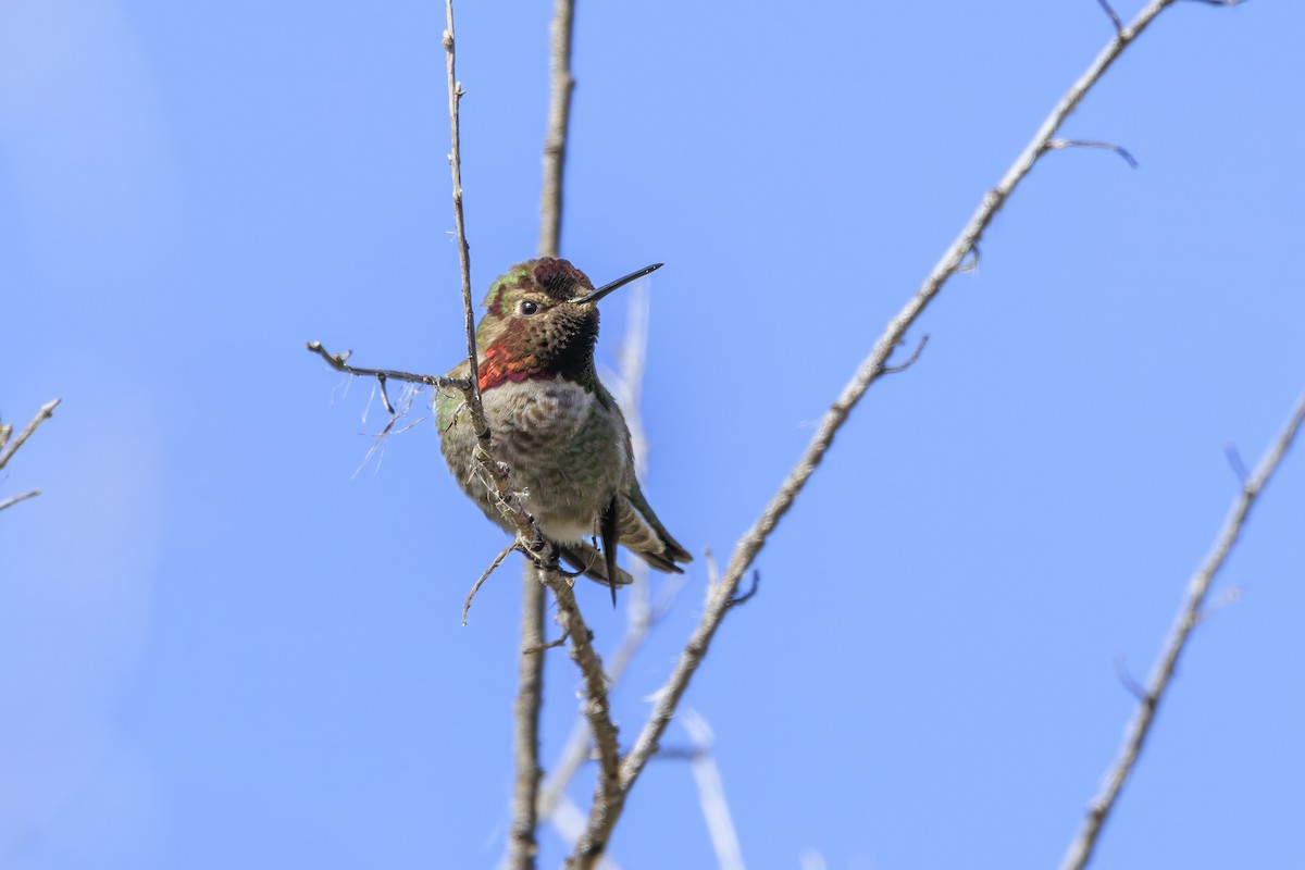 Anna's Hummingbird - ML616586385
