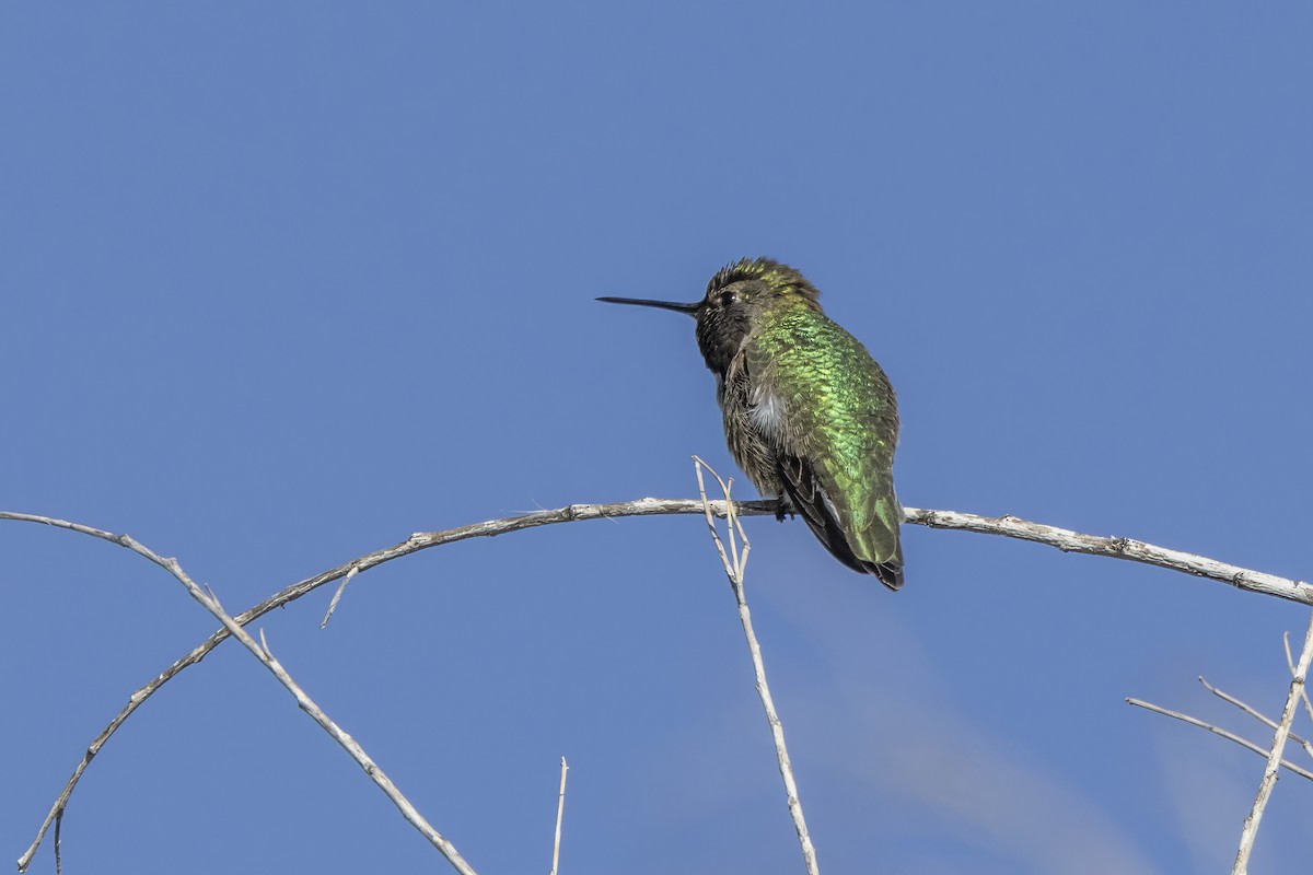 Anna's Hummingbird - ML616586386